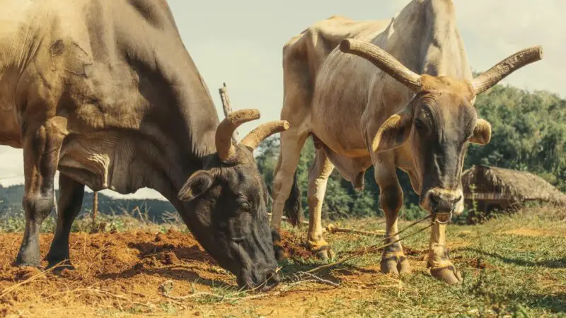 Why Does Cow Nose Get Pierced When They Have Ears