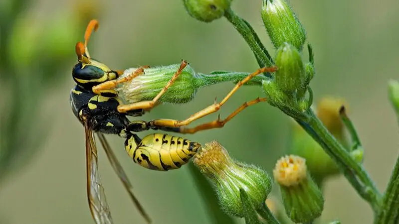 Paper Wasps