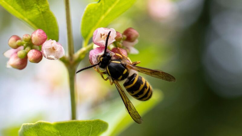 Pollen Wasps