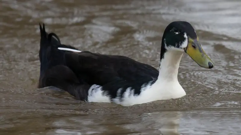 Breeding Magpie Ducks