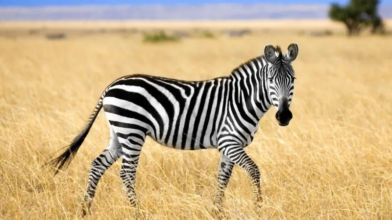 Can Zebra Be Domesticated