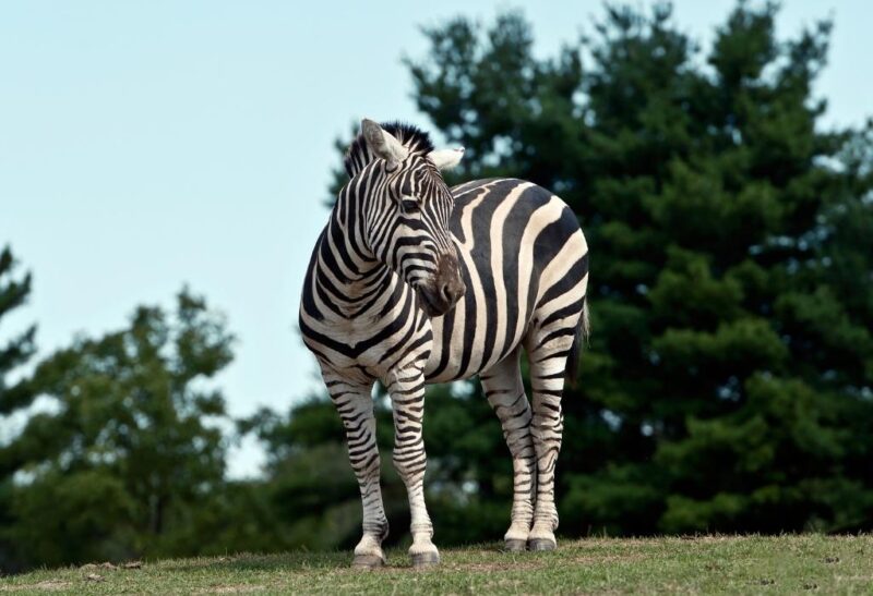 How Much Does a Pet Zebra Cost