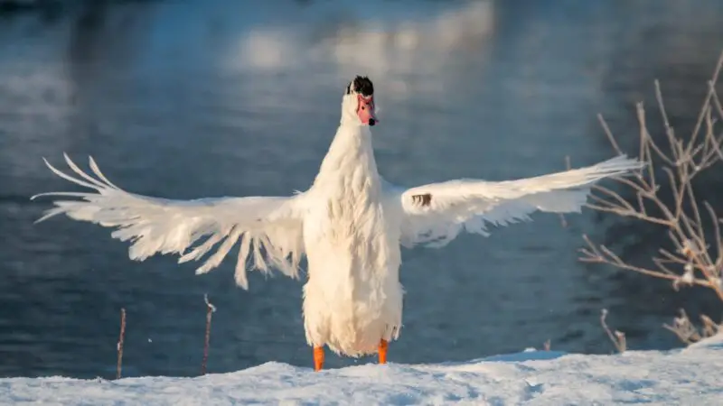 Magpie Duck History