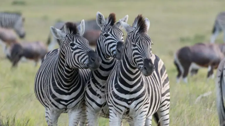 how-much-does-a-pet-zebra-cost-the-ultimate-guide-farm-and-chill