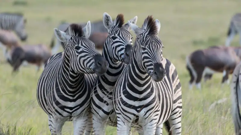 Other Factors to Consider Before Purchasing a Zebra