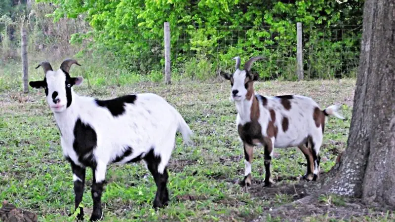 Tennessee Fainting Goat History