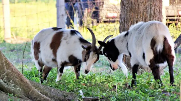 Tennessee Fainting Goat | Why Does A Myotonic Goat Faint? - Farm And Chill