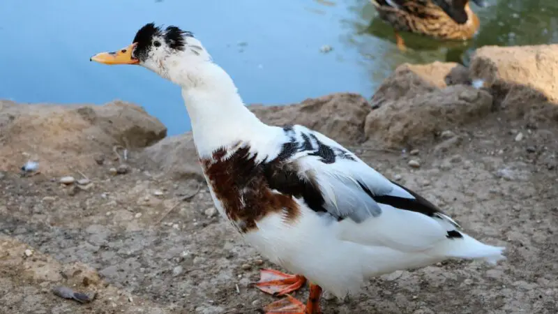 When Do Magpie Ducks Lay Eggs