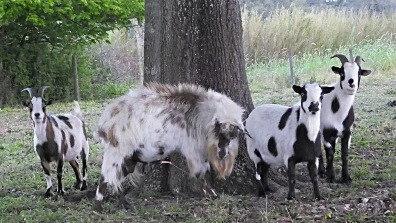Why Do Tennessee Goats Faint