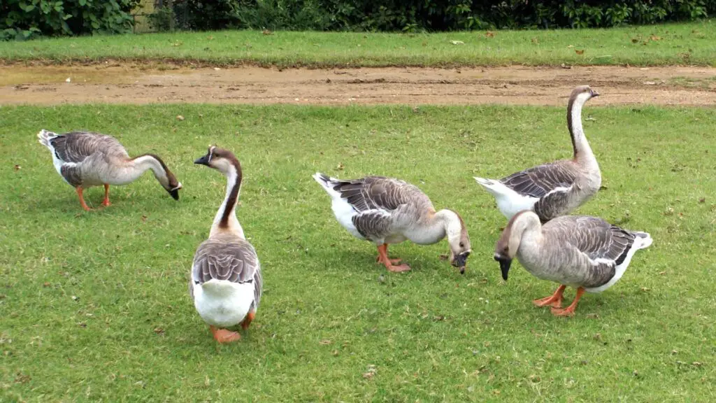 African Goose History