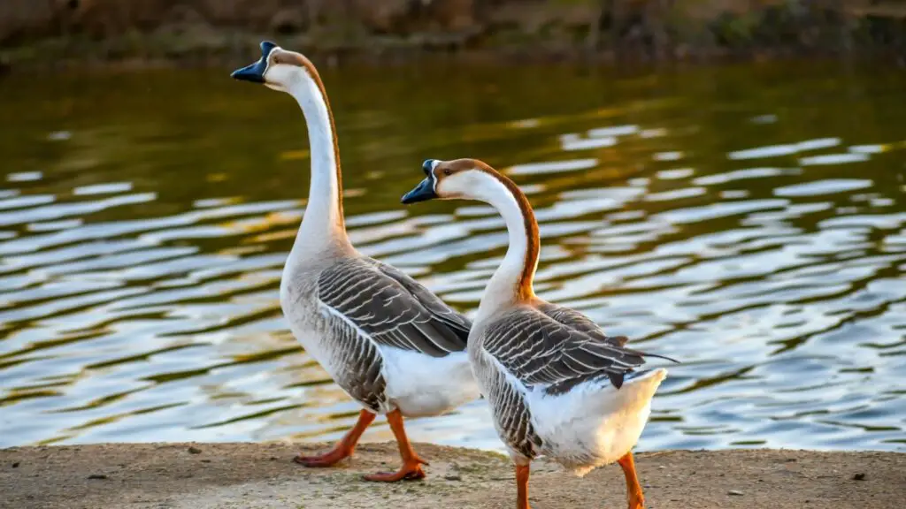 Are African Geese Loud