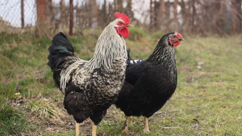 Are Java Chickens Good Egg Layers