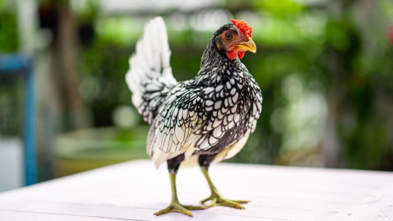 Are Sebright Chickens Aggressive