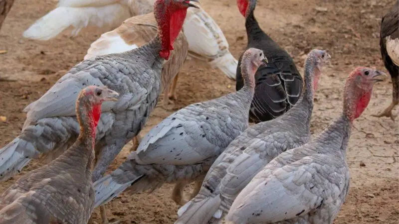 Are Slate Turkeys Aggressive