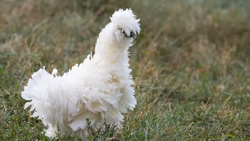 At What Age Can You Tell the Gender of a Silkie Chicken
