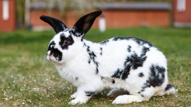 Checkered Giant Rabbit Care Tips