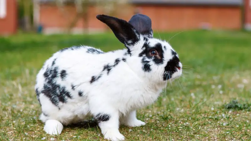 Checkered Giant Rabbit History