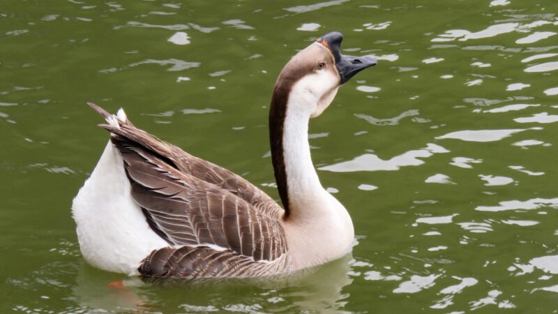 Chinese Goose History