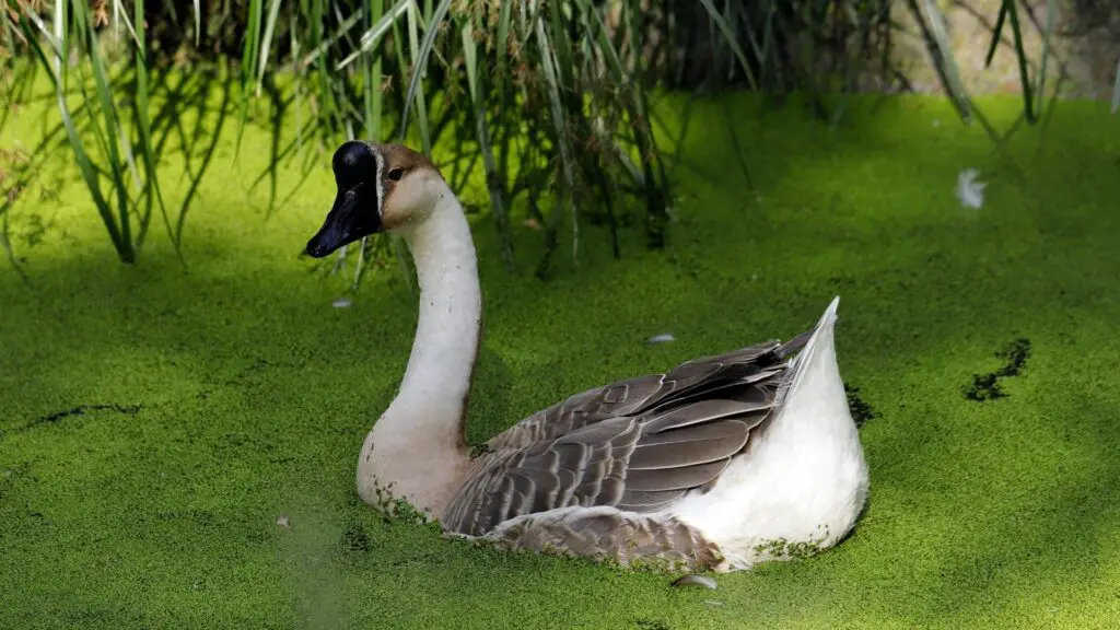 Do African Geese Fly