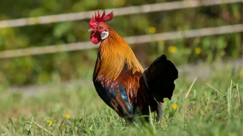 Do Roosters Taste Differently from Hens