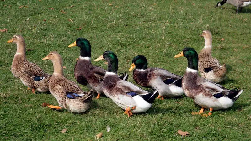 Do Rouen Ducks Go Broody