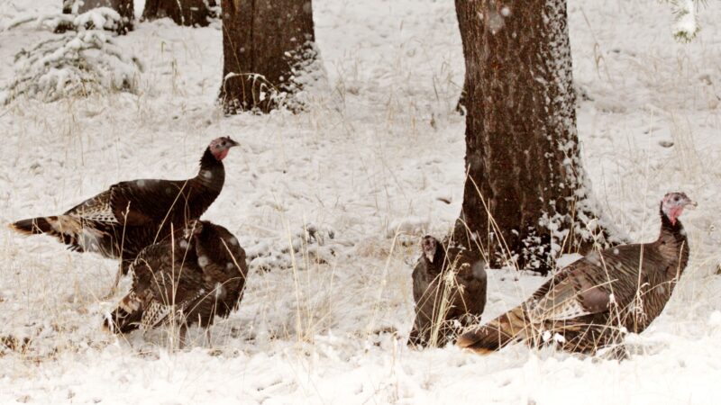 Do Wild Turkeys Migrate in the Winter