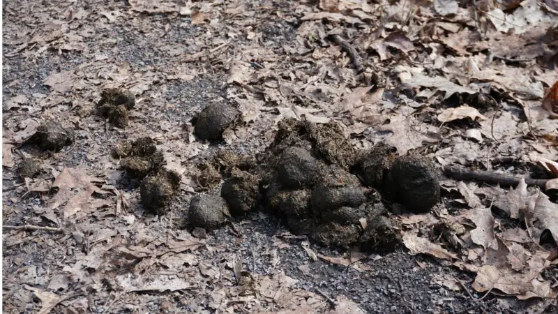 What Does a Healthy Horse Poop Look Like? | With Pictures - Farm and Chill