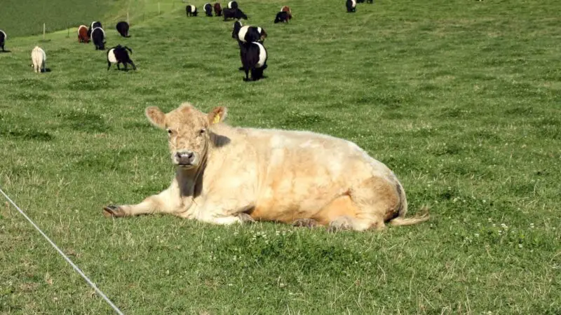 Dutch Belted Cattle History