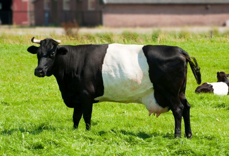 Dutch Belted Cattle