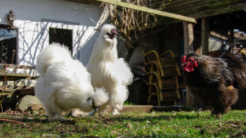 How Can You Tell if a Silkie Is Male or Female