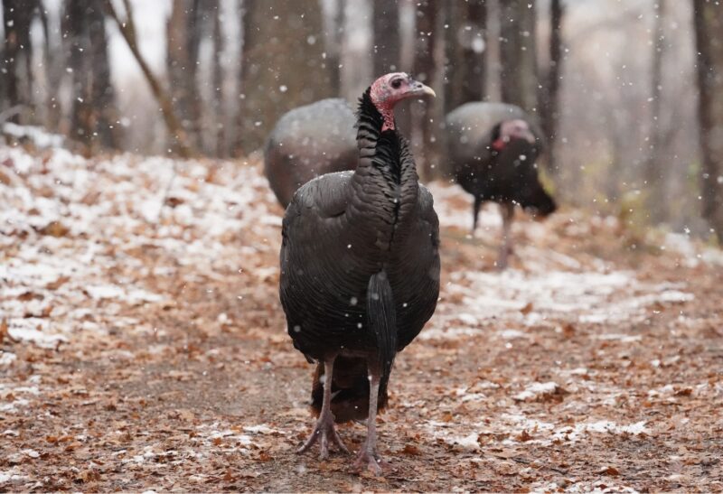 How Do Turkeys Survive the Winter