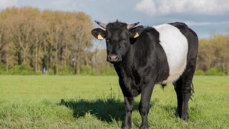 How Much Does a Dutch Belted Cattle Cost