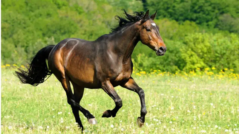 How Much Poop Does a Horse Produce