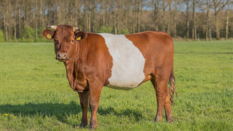 How Much Space Does a Dutch Belted Cattle Need