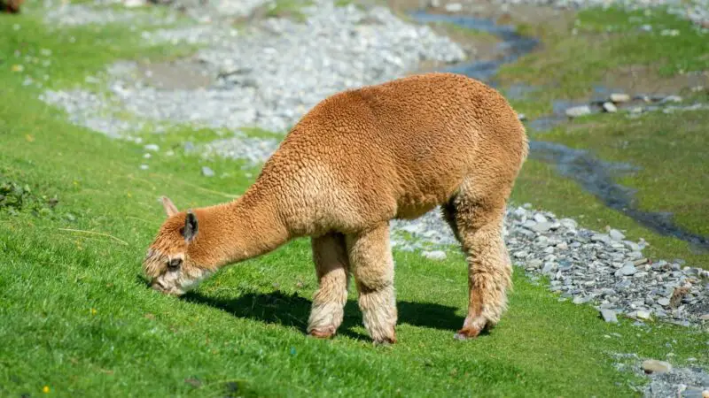 How Often Should You Trim Alpaca Hooves