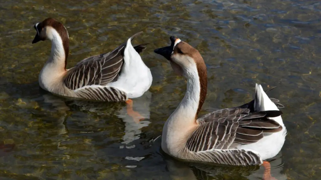 How to Tell Male From Female African Geese