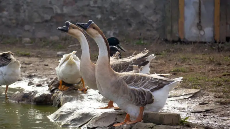 How to Tell Male From Female Chinese Geese