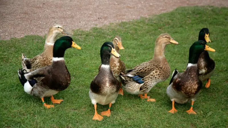 How to Tell Male From Female Rouen Ducks