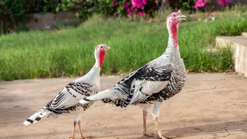 How to Tell Male From Female Royal Palm Turkeys.