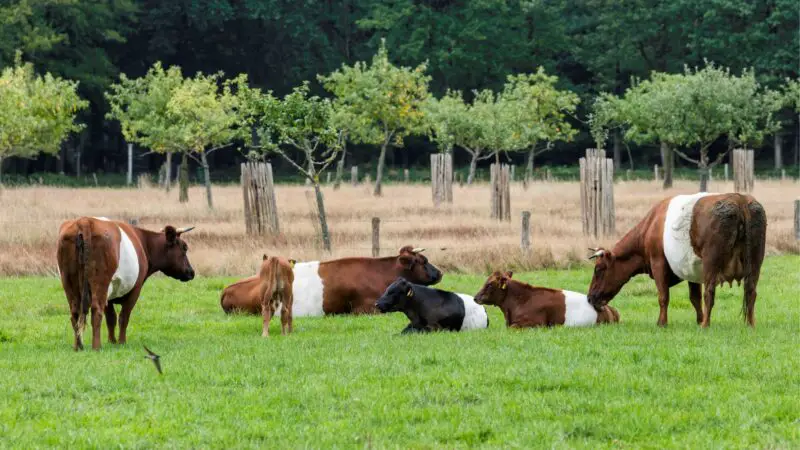 Is a Dutch Belted Cattle Rare