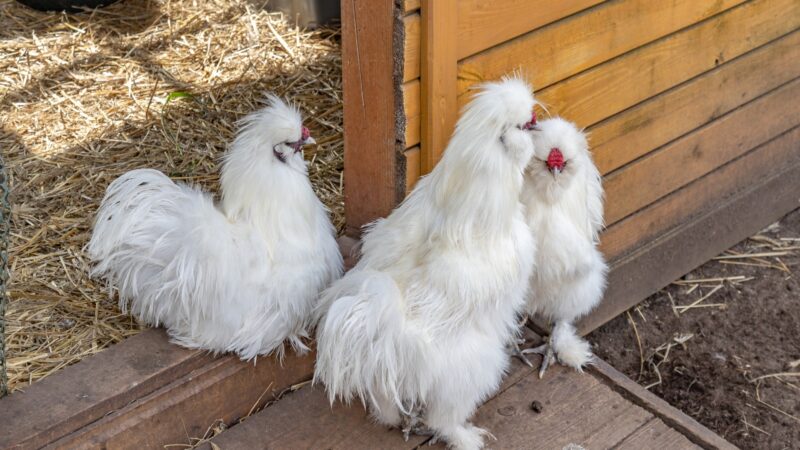 Pros and Cons in Raising Silkie Chickens