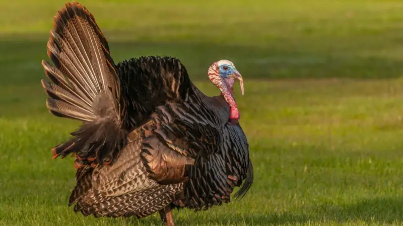 Requirements for Raising Turkeys