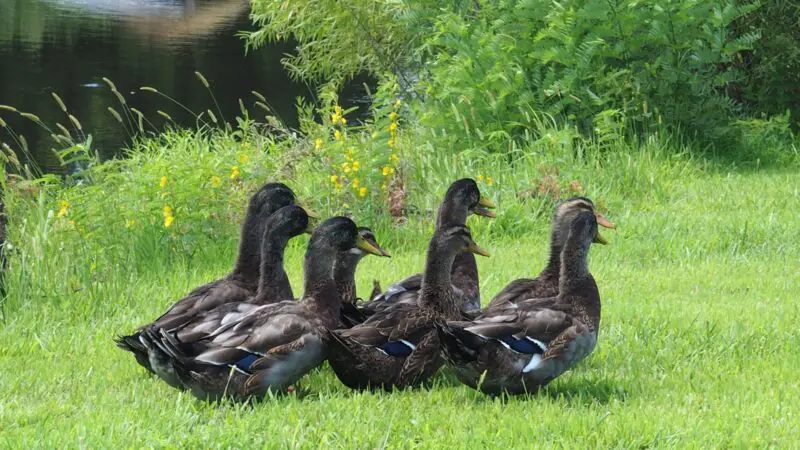 Rouen Duck History