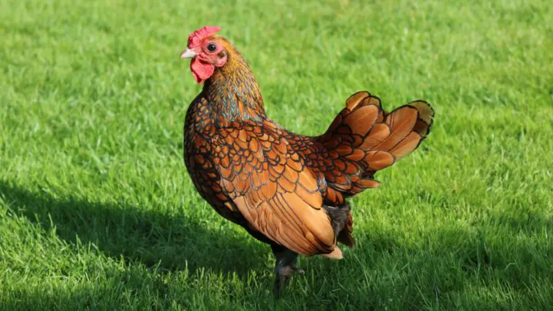 Sebright Chicken History