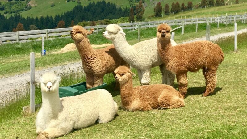 Signs That It’s Time to Trim Your Alpacas