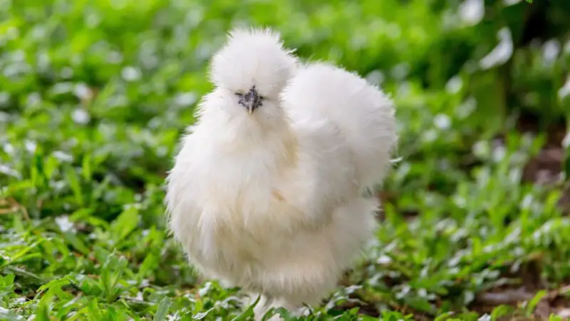 Silkie colors