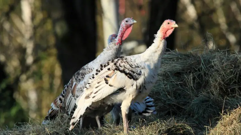 Slate Turkey Identification