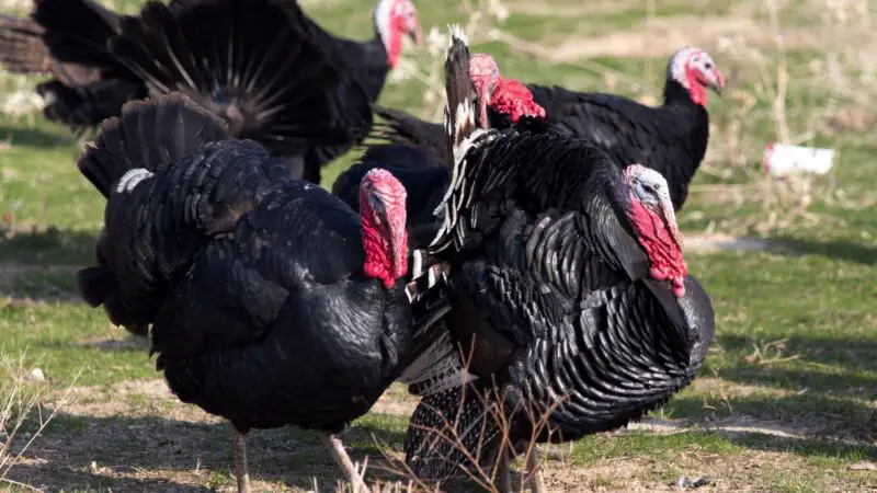 Summer Considerations in Building a Turkey House