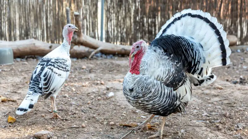 The History of Royal Palm Turkeys.