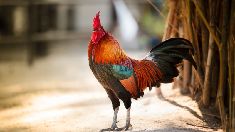 What Are Male Chickens Used For
